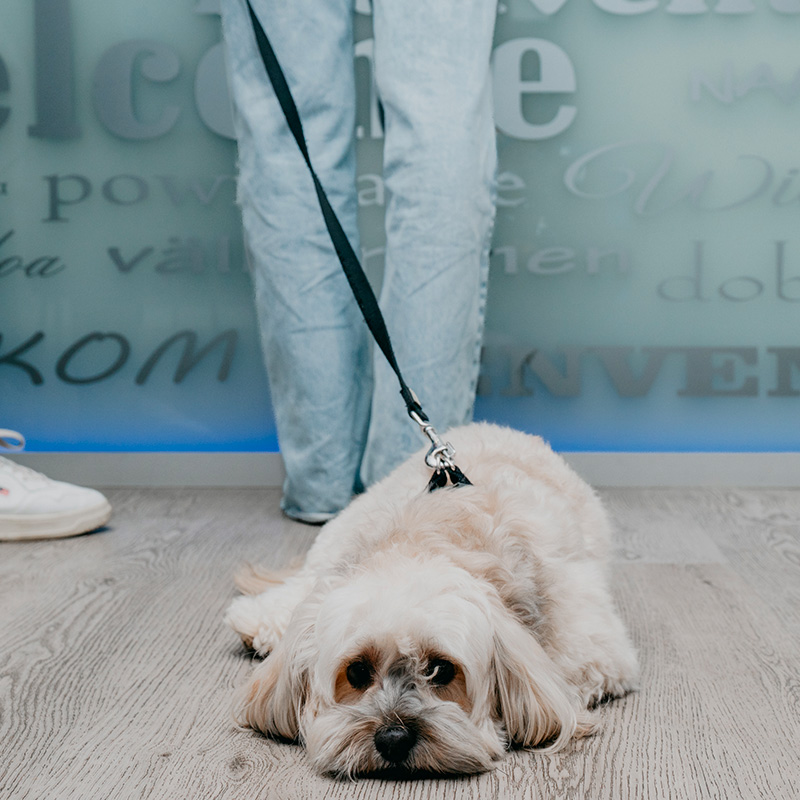albergo pet friendly | Confidence Hotel Brescello